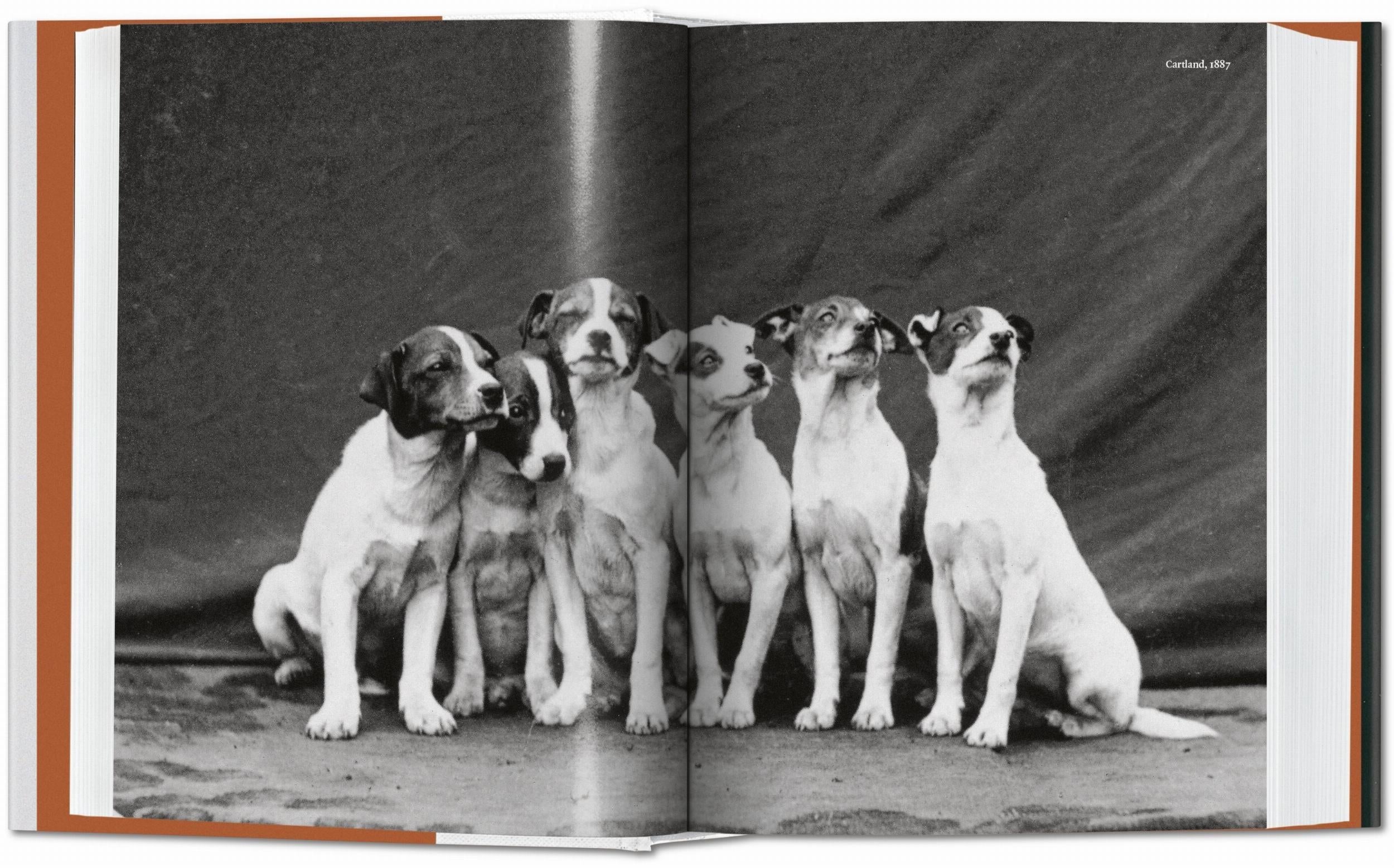 The Dog in Photography 1839–Today (English) - grainoverpixel