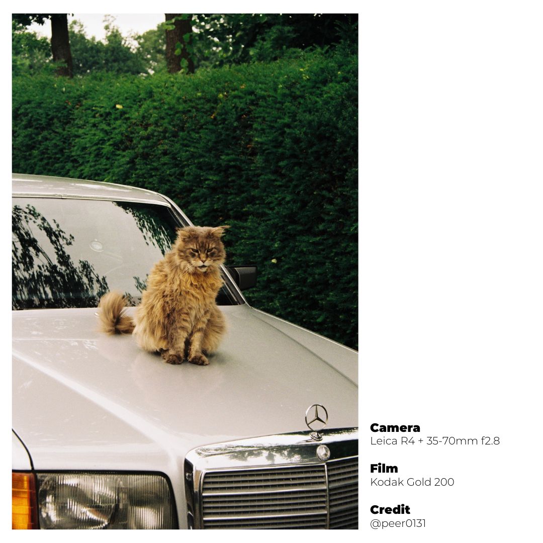 Kodak GOLD 200 - 36 Exp. - grainoverpixel